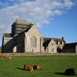 Iona Abbey Scotland with cattle