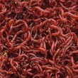 Photo: Bloodworms Bloodworms