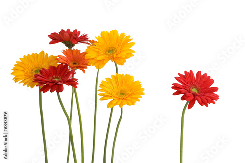 daisies isolated on white