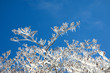 Ice covered tree