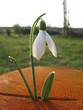 spring flower (snowdrop)