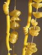 macaroni