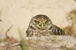 The female Burrowing Owl comes out for a look at the world