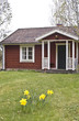 springtime and daffodils