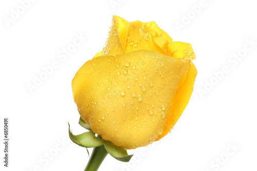 Photo: rose. rose.