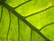 giant jungle leaf backlit