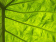 giant veiny leaf backlit