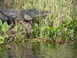 8 foot florida gator