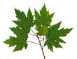 Branch maple (scan)