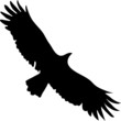 Adler