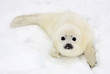 Baby harp seal pup on ice of the White Sea 