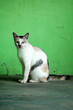 Cat's pride