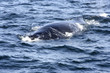 Ballenas Jorobadas 2