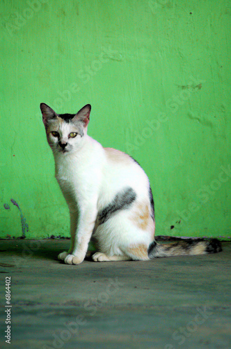 Cat's pride Cat's pride