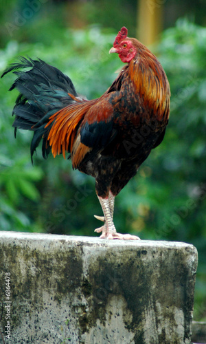 Guarding rooster Guarding rooster