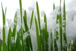 grass with snow