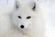 Arctic Fox