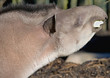 Tapir 1