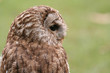 Brown Owl