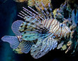Poisson lion 1
