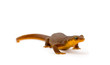 California Newt on White California Newt on White