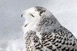 Snowy Owl