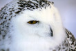 Snowy Owl