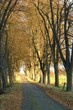 lindenallee