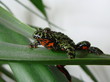 grenouille rouge