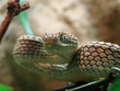 viper