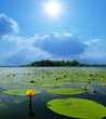 water lilly blossoms