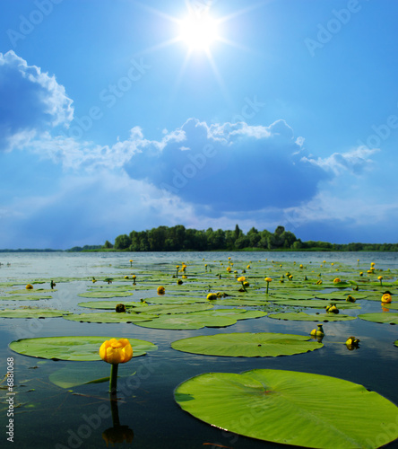 Photo: water lilly blossoms water lilly blossoms