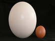 Eier