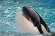 KILLER WHALE