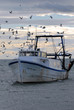 bateau de pêche port oiseau