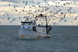 bateau de pêche port oiseau