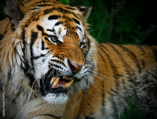 Snarling Tiger