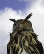 owl in sky