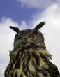 owl