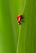 coccinelle