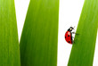 coccinelle