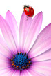 coccinelle