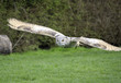 rock owl flying