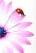 coccinelle