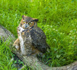 sad looking owl