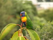 Rainbow Lorikeets IV