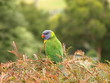 Rainbow Lorikeets III