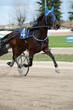 horse race