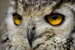 rock owl