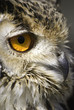 rock owl